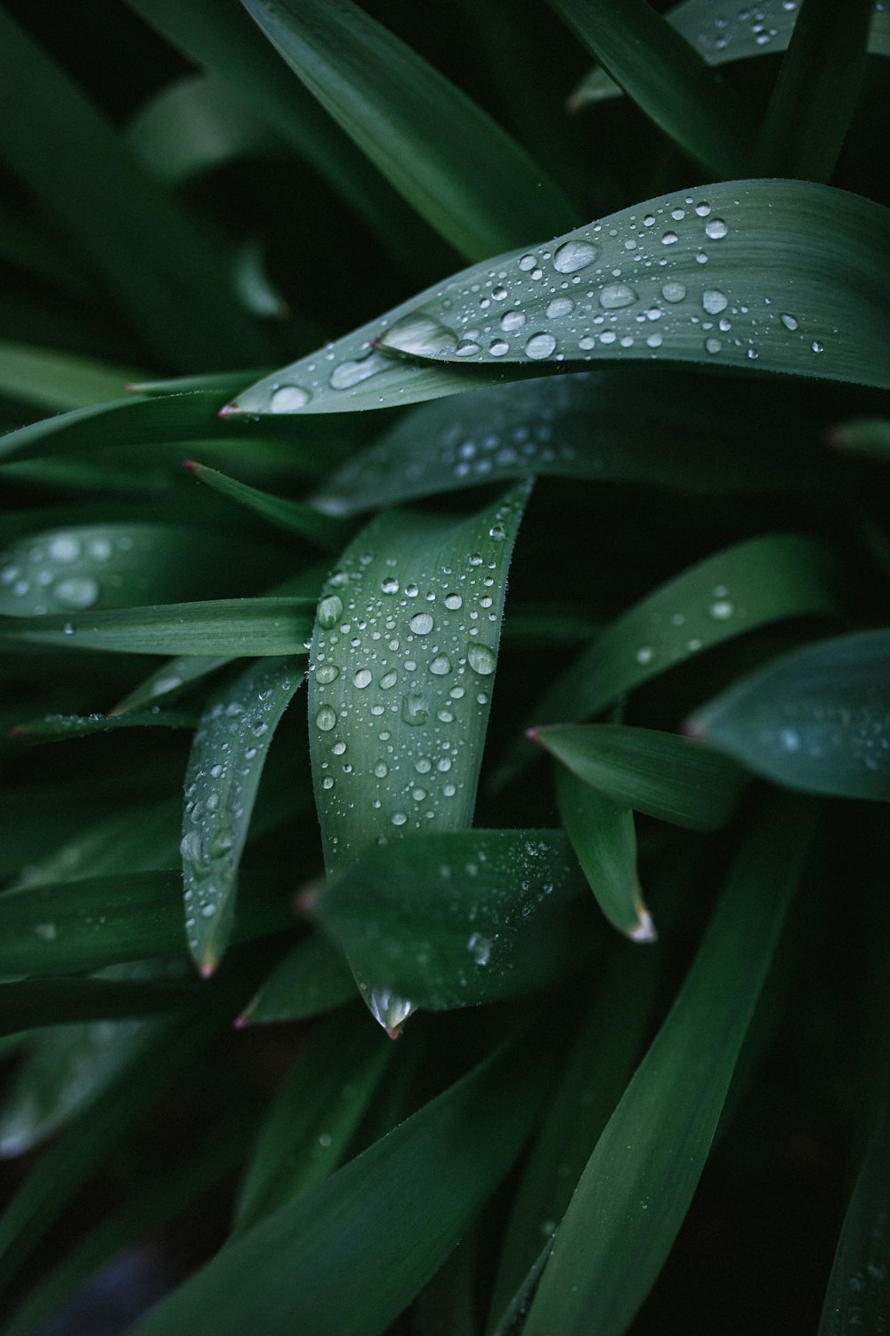 rosée d’eau sur l’herbe