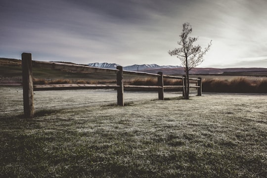 green tree beside brown fence in Otago Central Rail Trail New Zealand