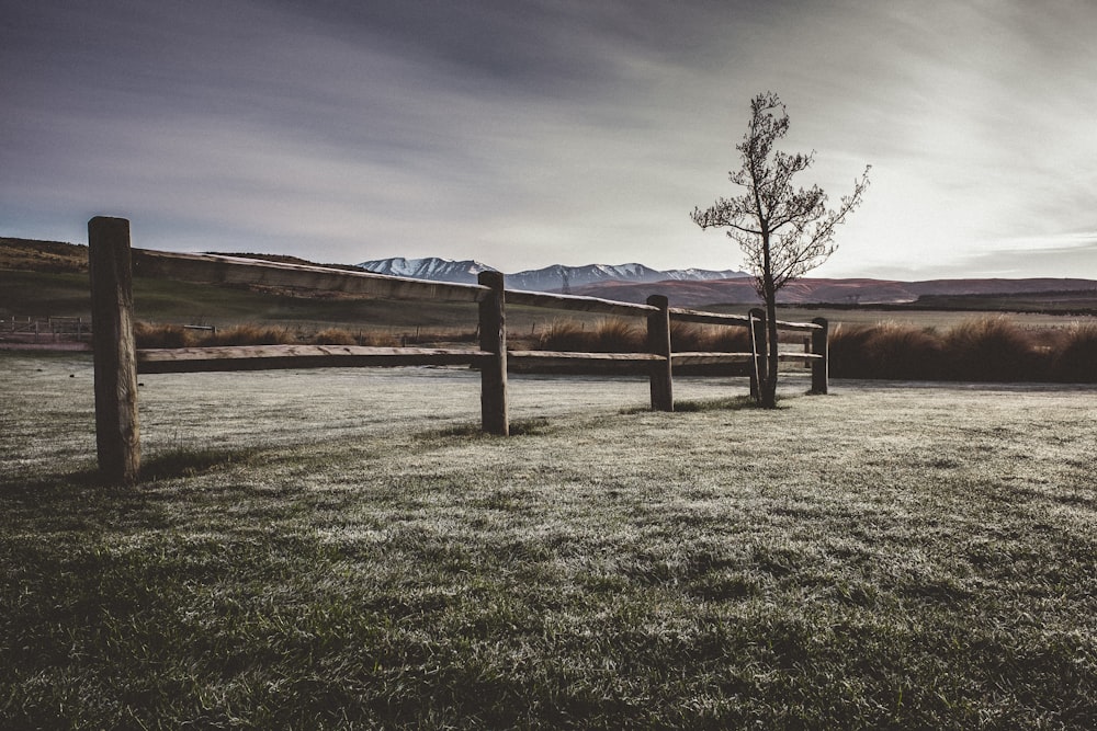 green tree beside brown fence