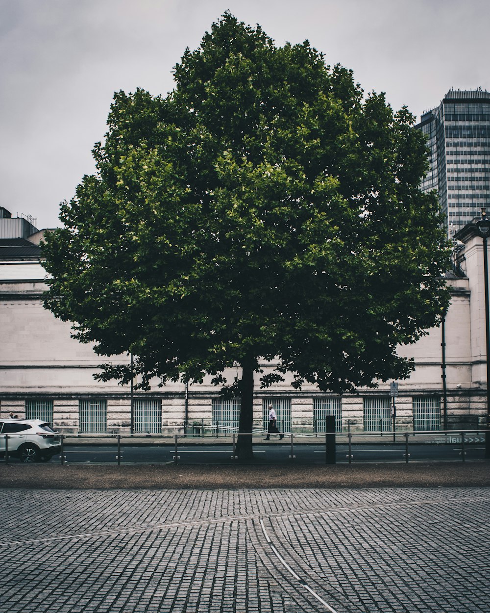 tree beside railing and road