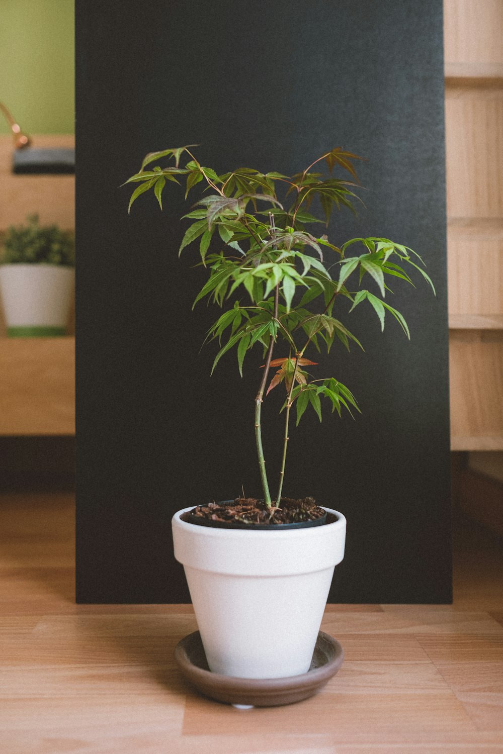 photo of cannabis plant with pot