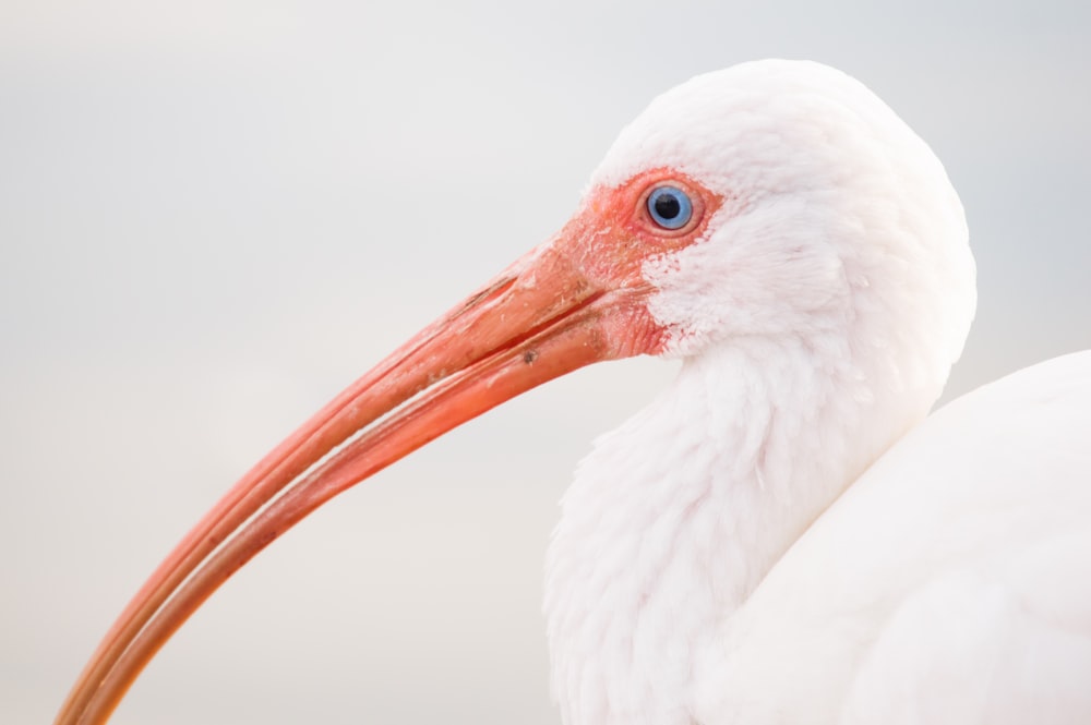 depth photography of white bird with long nose