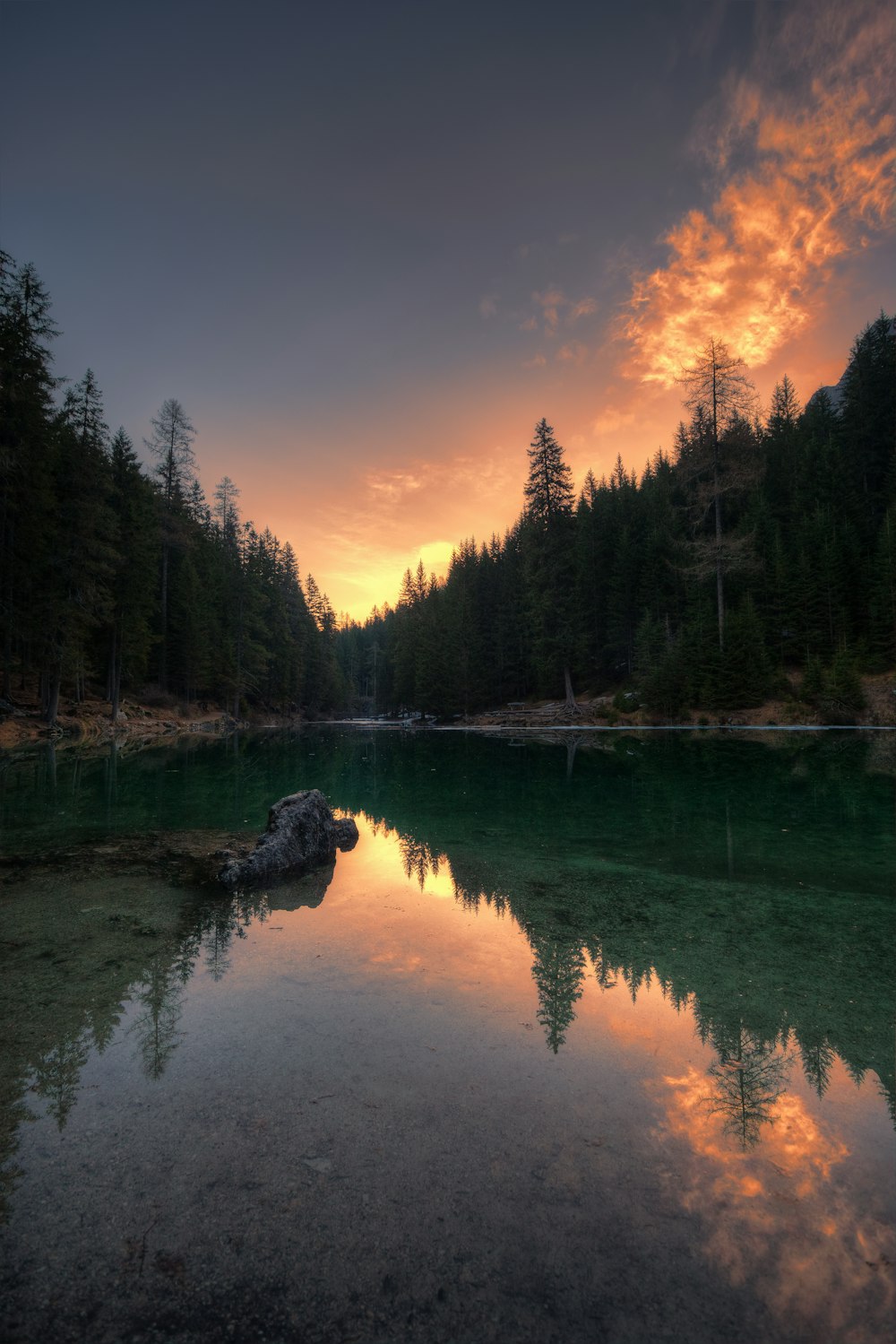 body of water in between trees