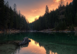 body of water in between trees