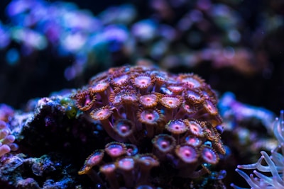 A close-up of vibrant coral polyps with intricate patterns, exhibiting shades of pink, purple, and orange. The background features a blur of additional ocean flora, adding depth and a sense of underwater ambiance.