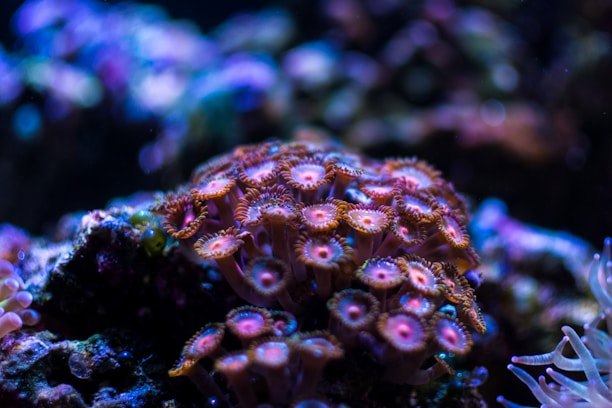 Close-up of vibrant coral and algae thriving in a home aquarium.