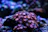 Close-up of a colorful coral frag thriving in a home saltwater aquarium.