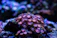 Close-up of a colorful coral frag thriving in a home saltwater aquarium.