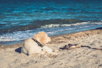 A fluffy golden retriever puppy relaxes on sandy beach with gentle waves in the background. The dog appears content, lying on its side, gazing toward the ocean. A piece of driftwood is nearby, adding to the tranquil seaside scene.