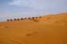 person riding on camel