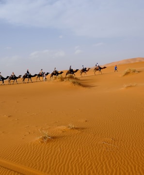 person riding on camel