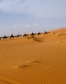 person riding on camel