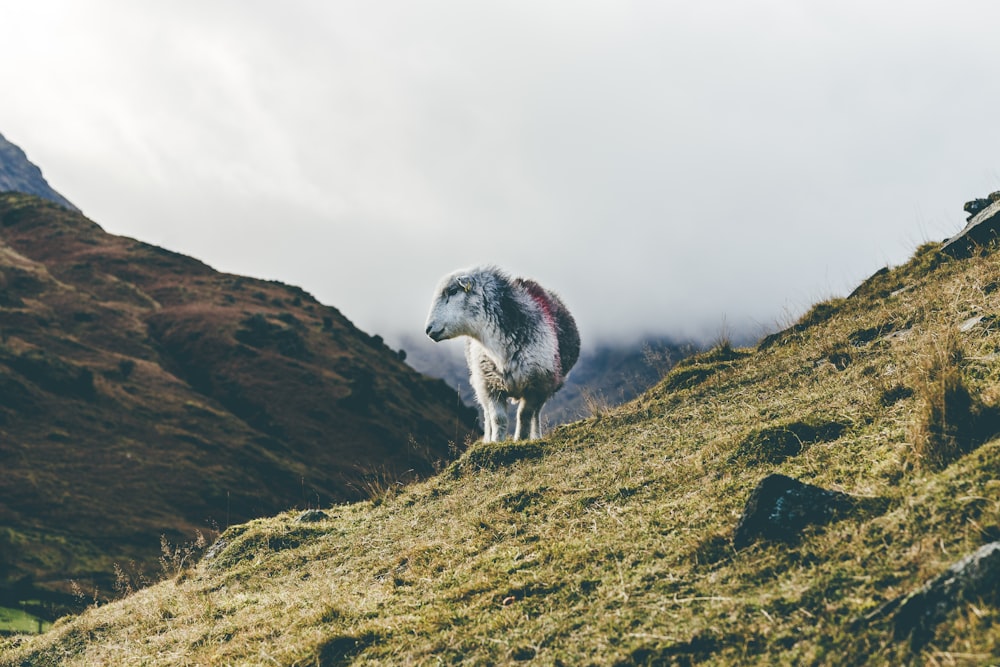 white mountain goat looking towards left