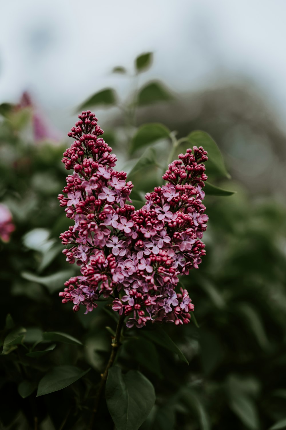 tilt shift photo of purple cluster flower