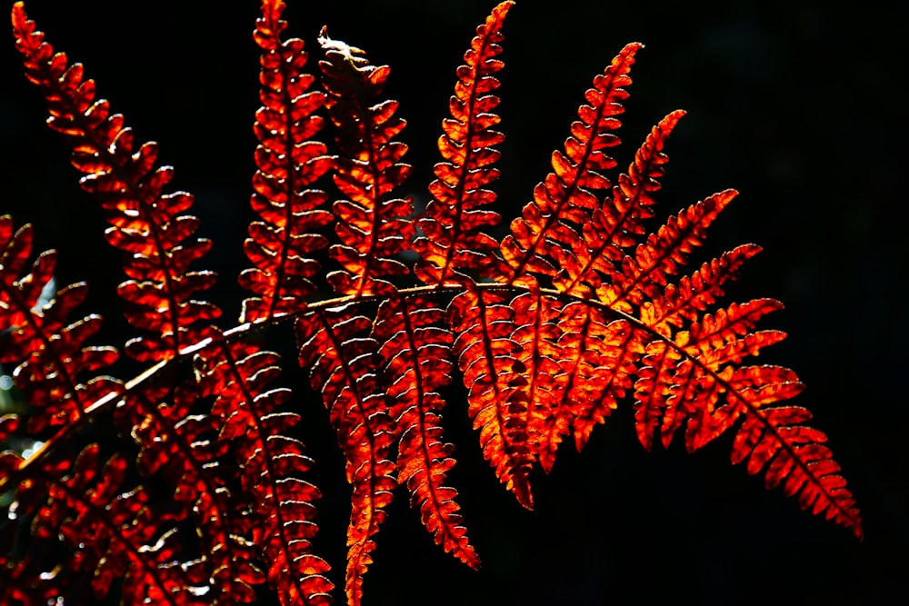 feuilles rouges