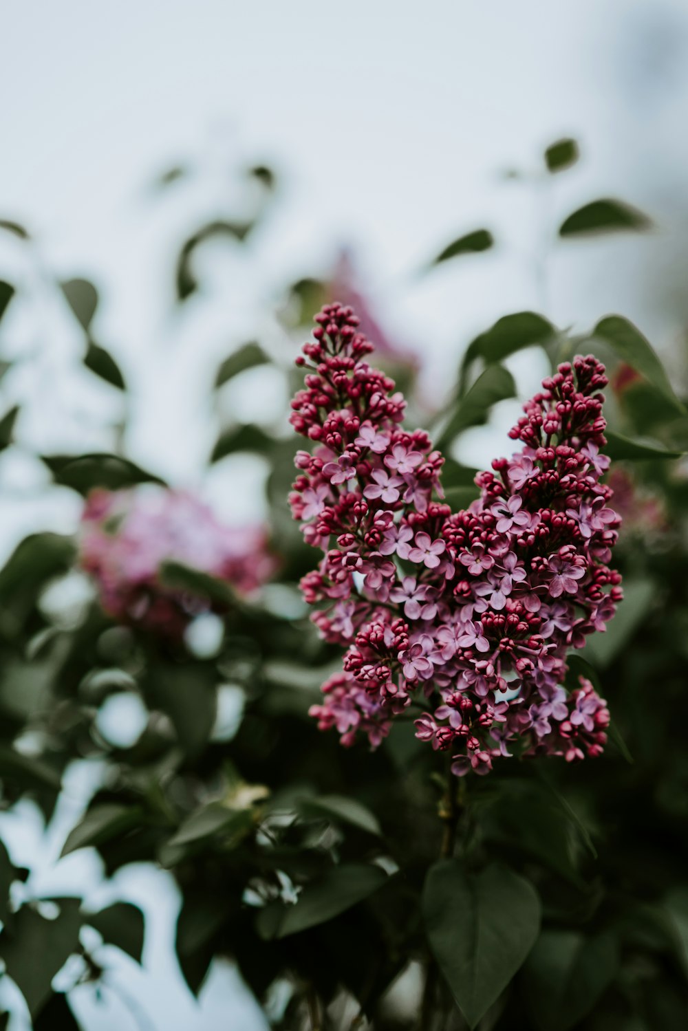 赤い花を咲かせる緑の植物