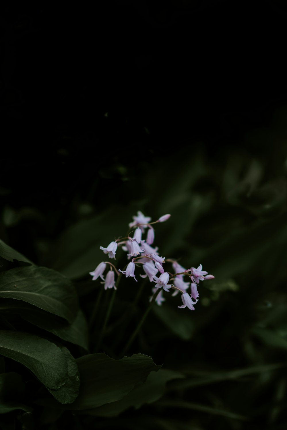 purple petaled flowers