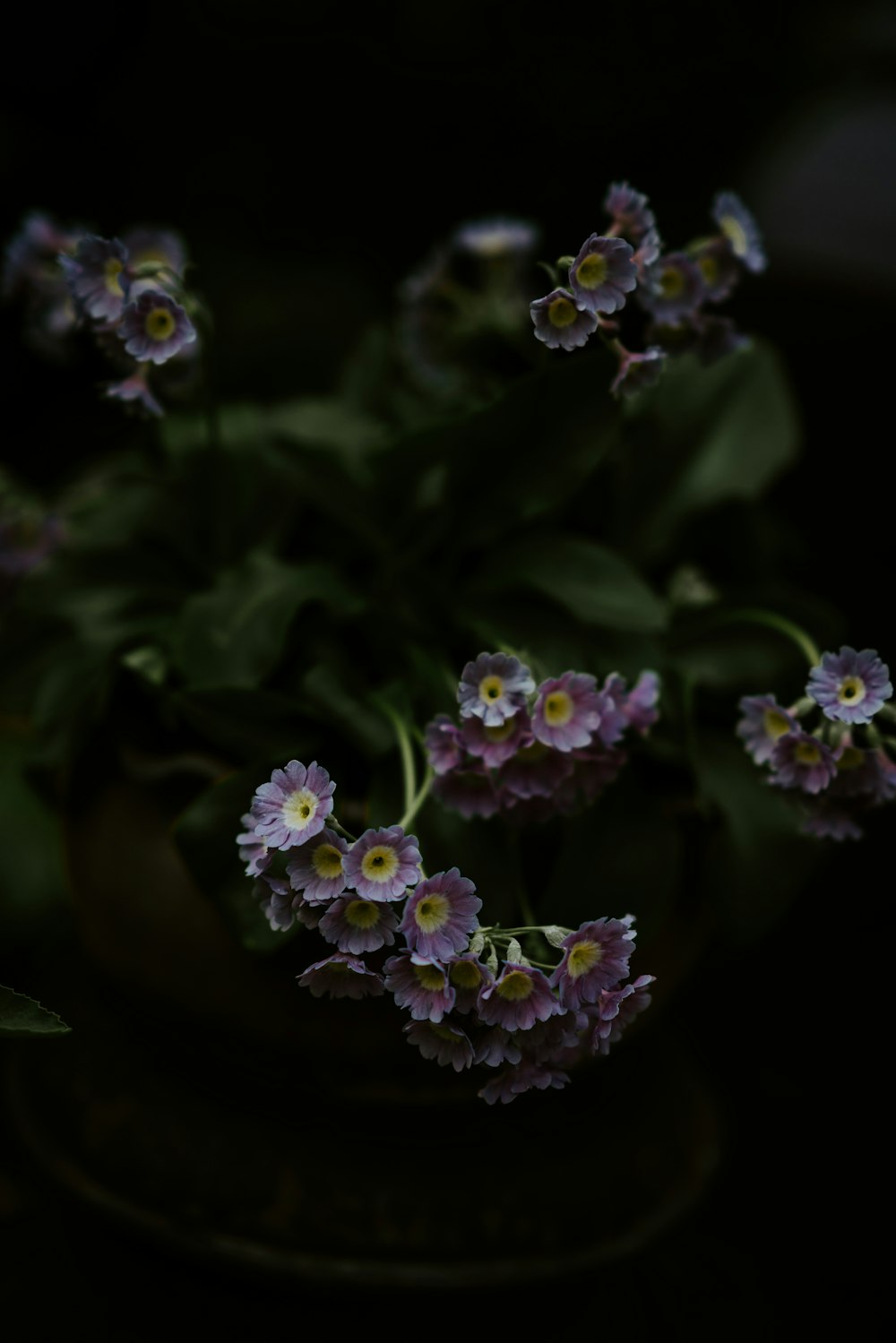 pink and purple flowers