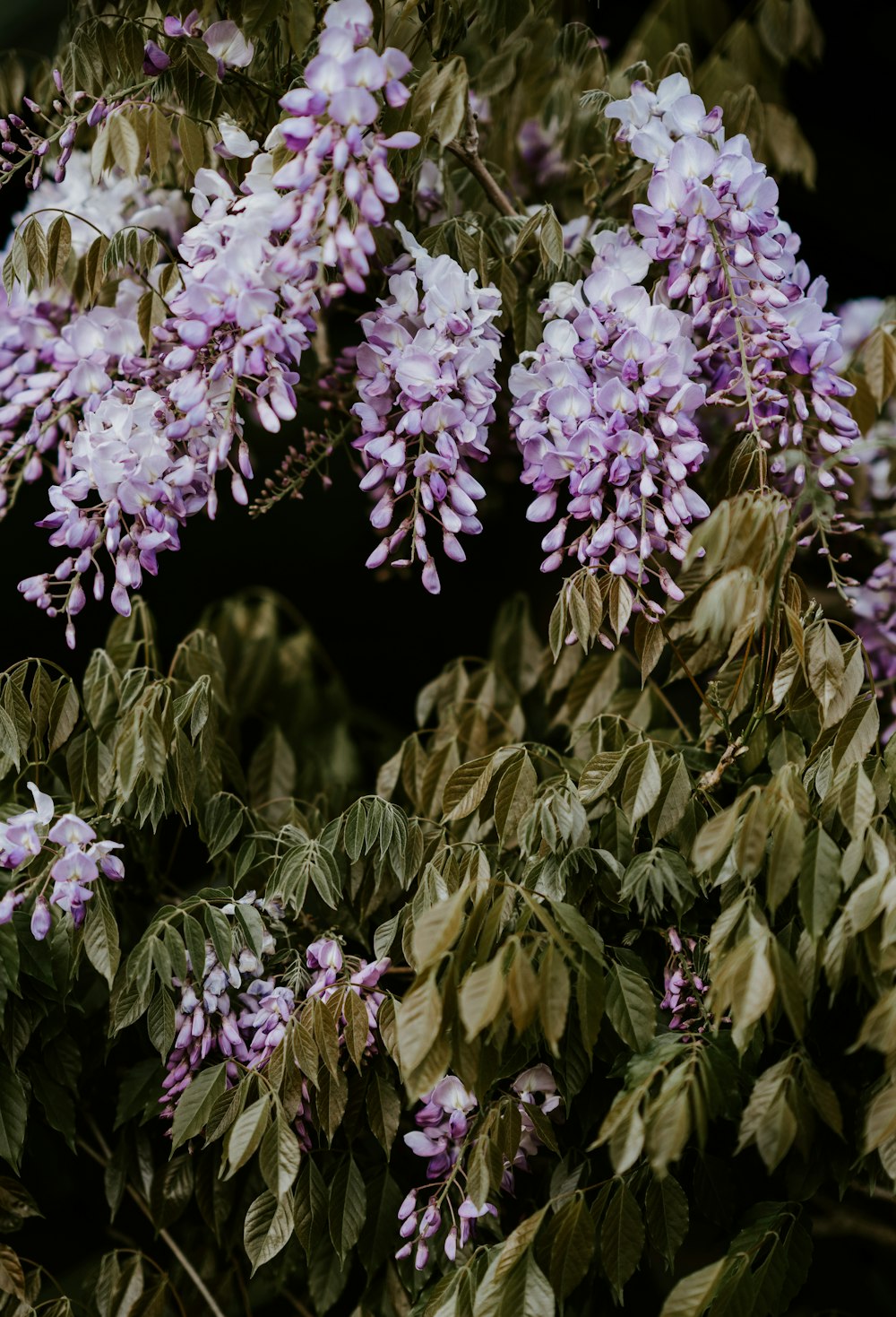 pink flowering tree in bloom