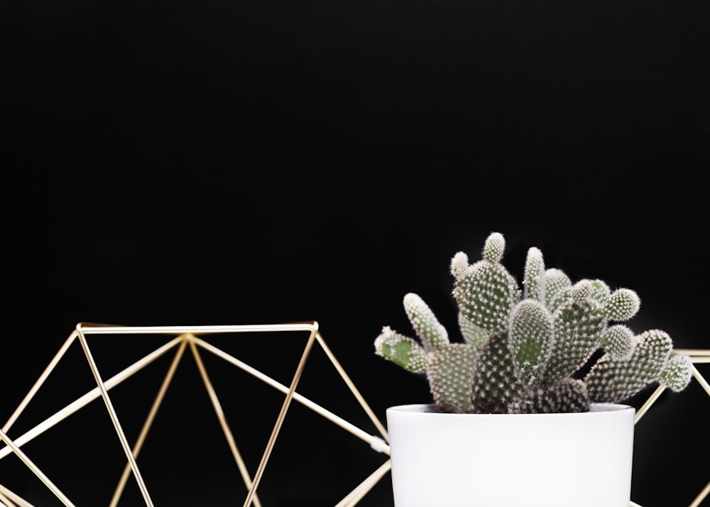 cactus on white pot