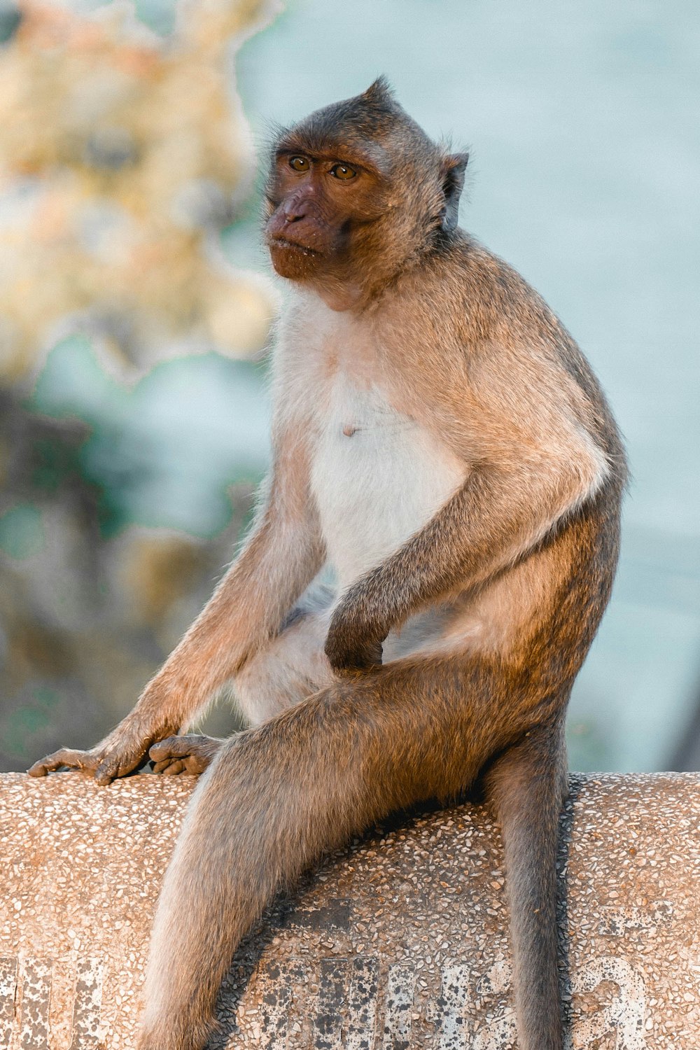 singe brun assis sur la roche brune pendant la journée