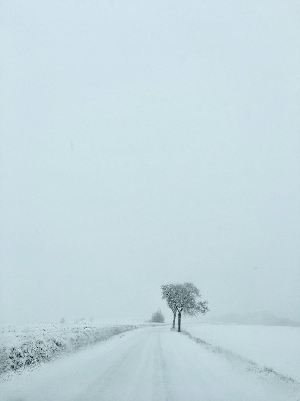snow-covered road and tree on a cloudy day