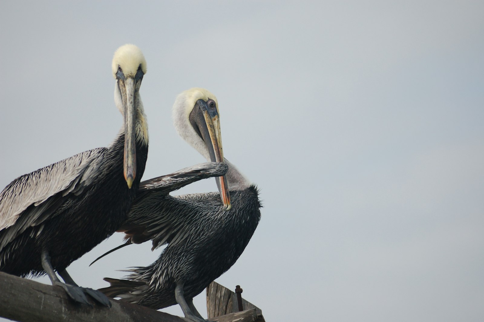 Sigma 70-300mm F4-5.6 APO Macro Super II sample photo. Photo of two black photography