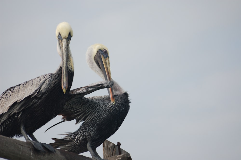 photo of two black pelicans