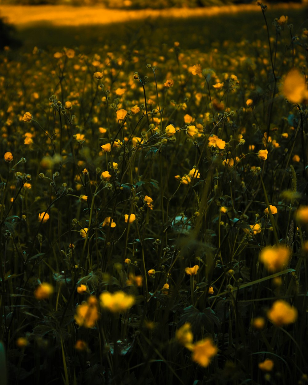 Feld mit gelben Blumen