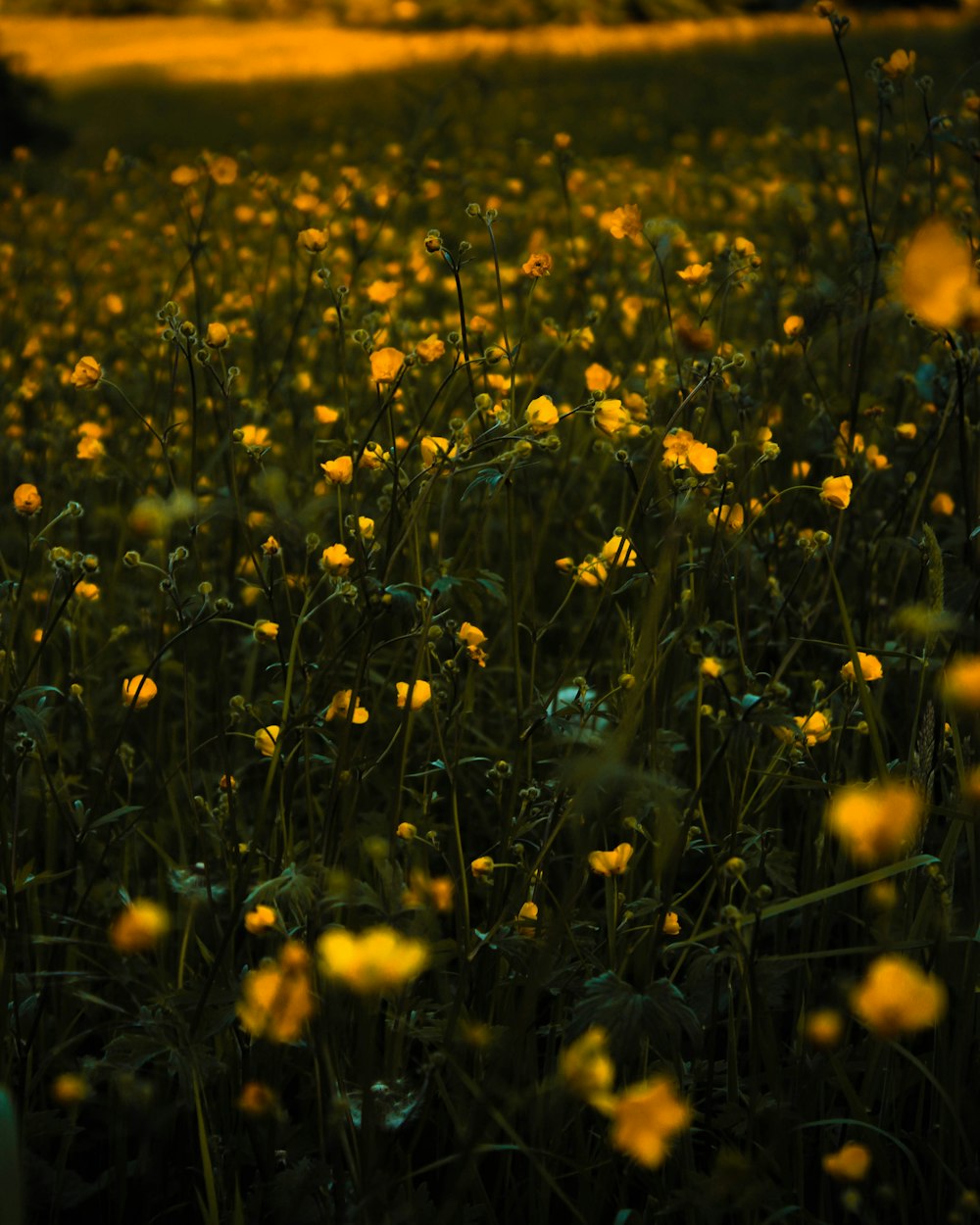 champ de fleurs jaunes