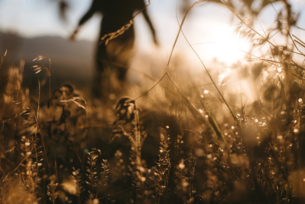 macro photography of brown gras