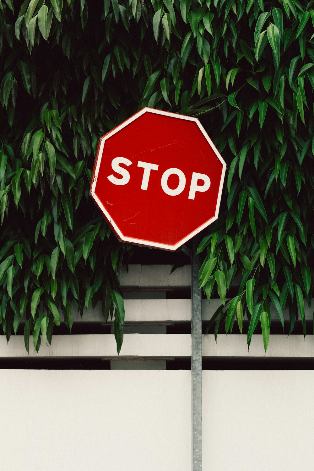 Panneau de signalisation d'arrêt rouge et blanc près de l'arbre vert