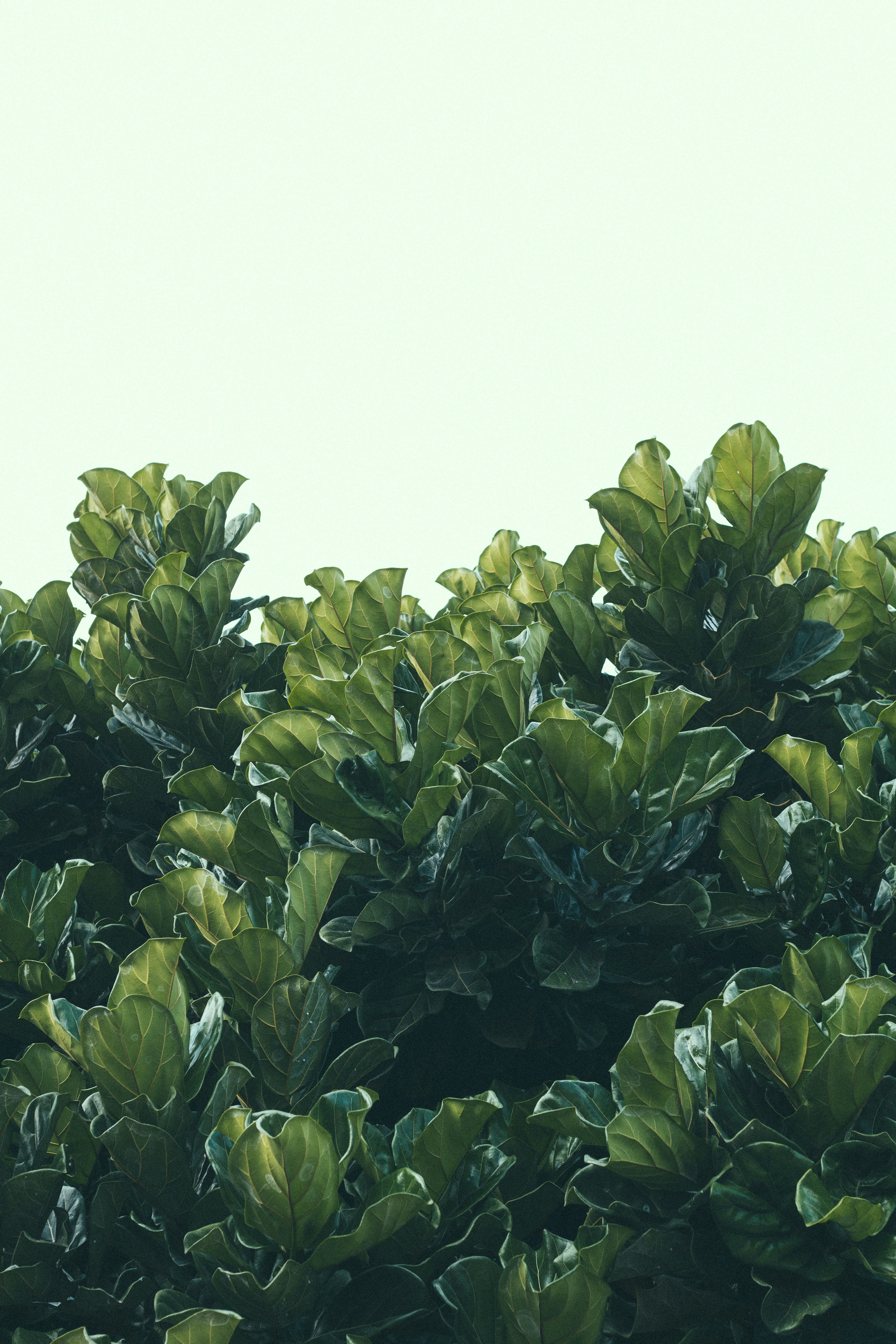 planta de folhas verdes