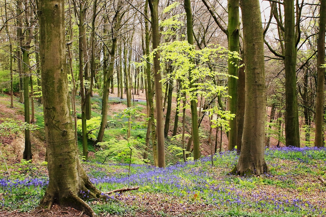 Forest photo spot Neigembosstraat 2 Turnhout