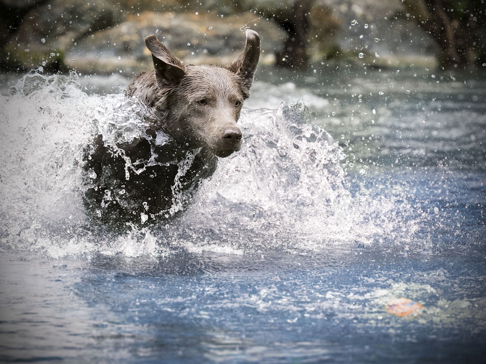 Hunde, die tagsüber durch das Wasser laufen