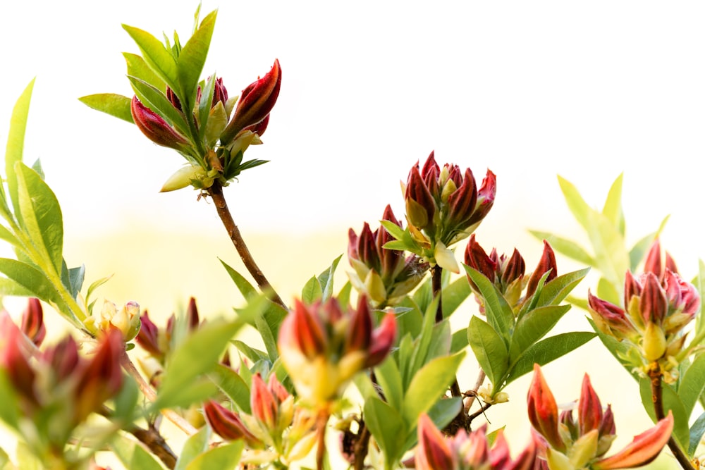 red and green plant