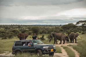 A group of travelers spotting elephants at Tarangire National Park during a guided safari
