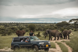 A group of elephants is walking through a grassy landscape, while a vehicle with people observing them is parked on a dirt path. The sky is overcast, and the area is surrounded by trees and shrubs.