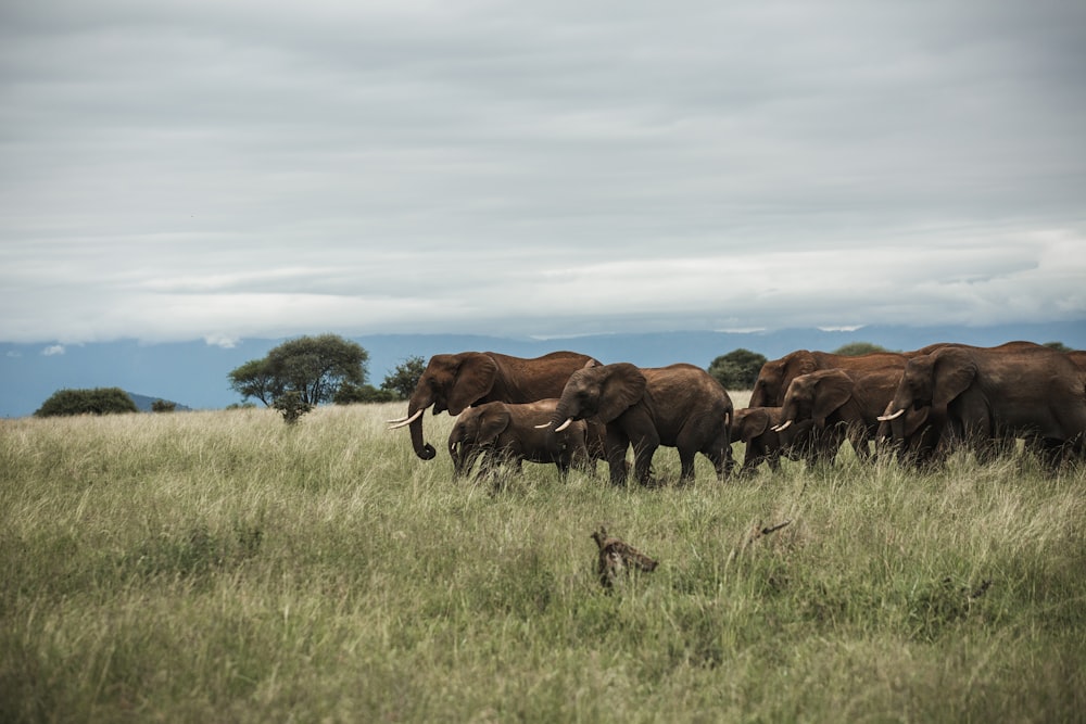 Gruppe von Elefanten in der Mitte eines Grasfeldes unter bewölktem Himmel