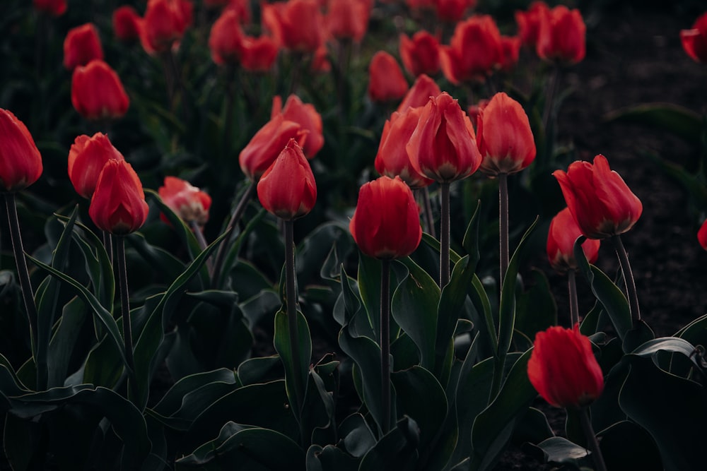 foto de foco raso de rosas vermelhas