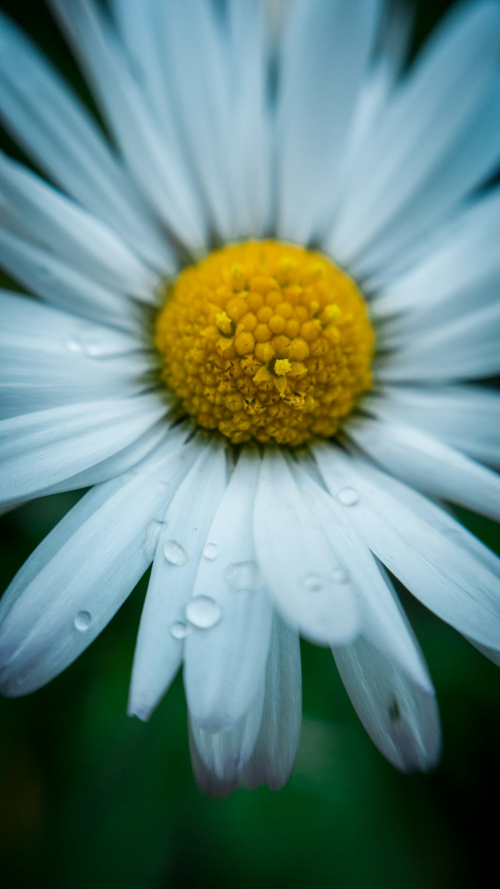 白いデイジーの花のクローズアップ写真