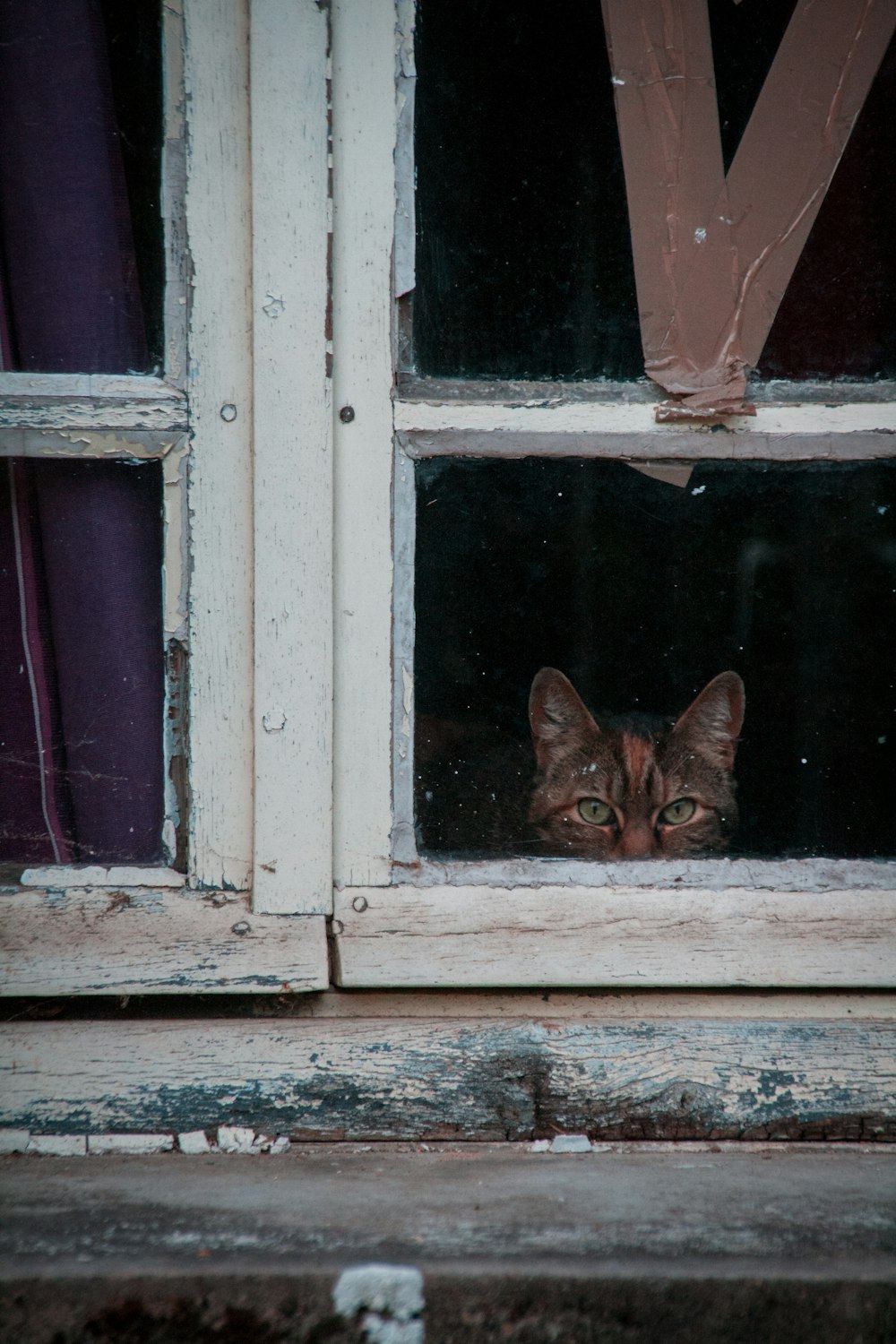 Katze schaut auf die Fensterscheibe