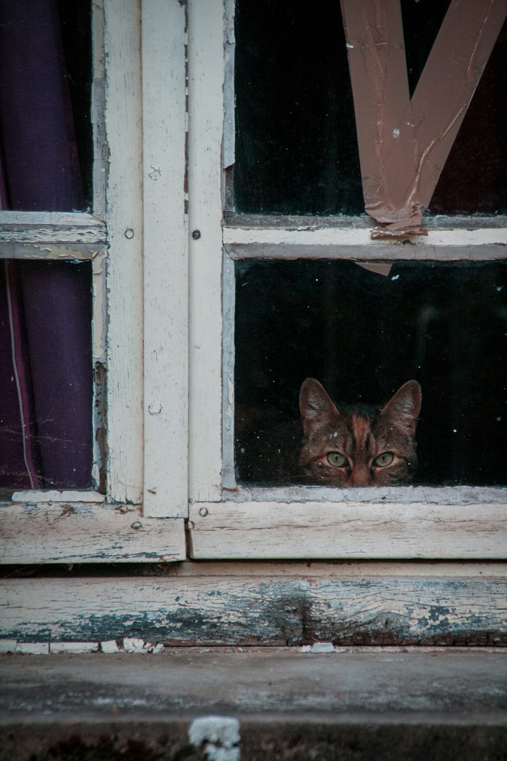 cat looking at the windowpane