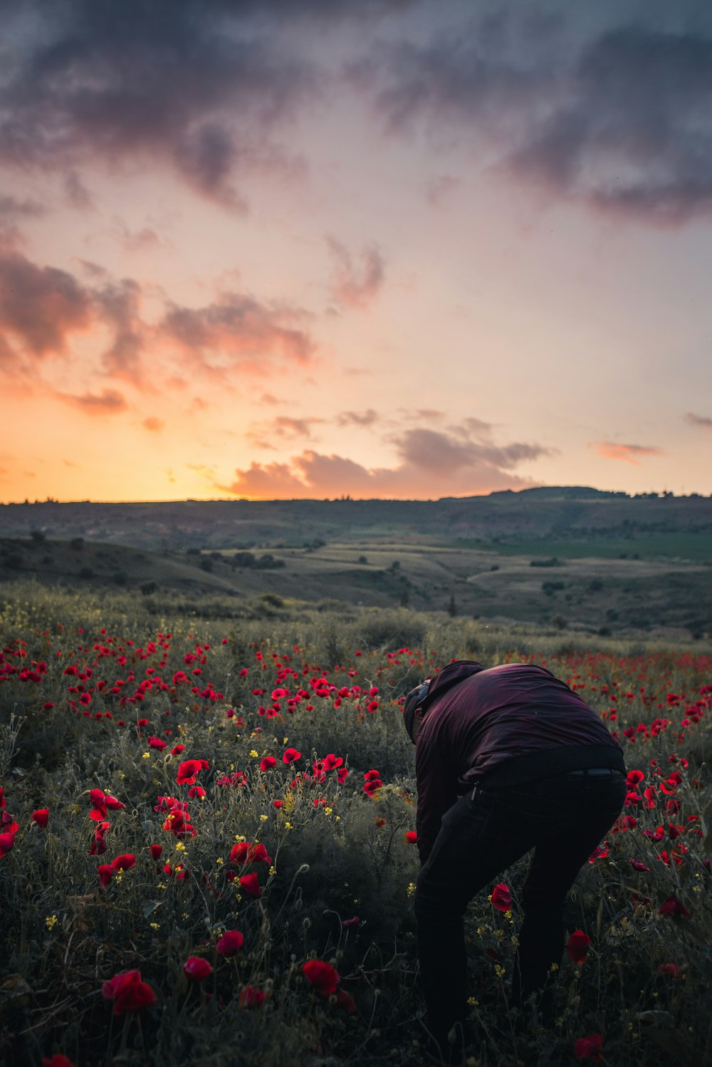 person in maroon shirt on field of red poppy flowers