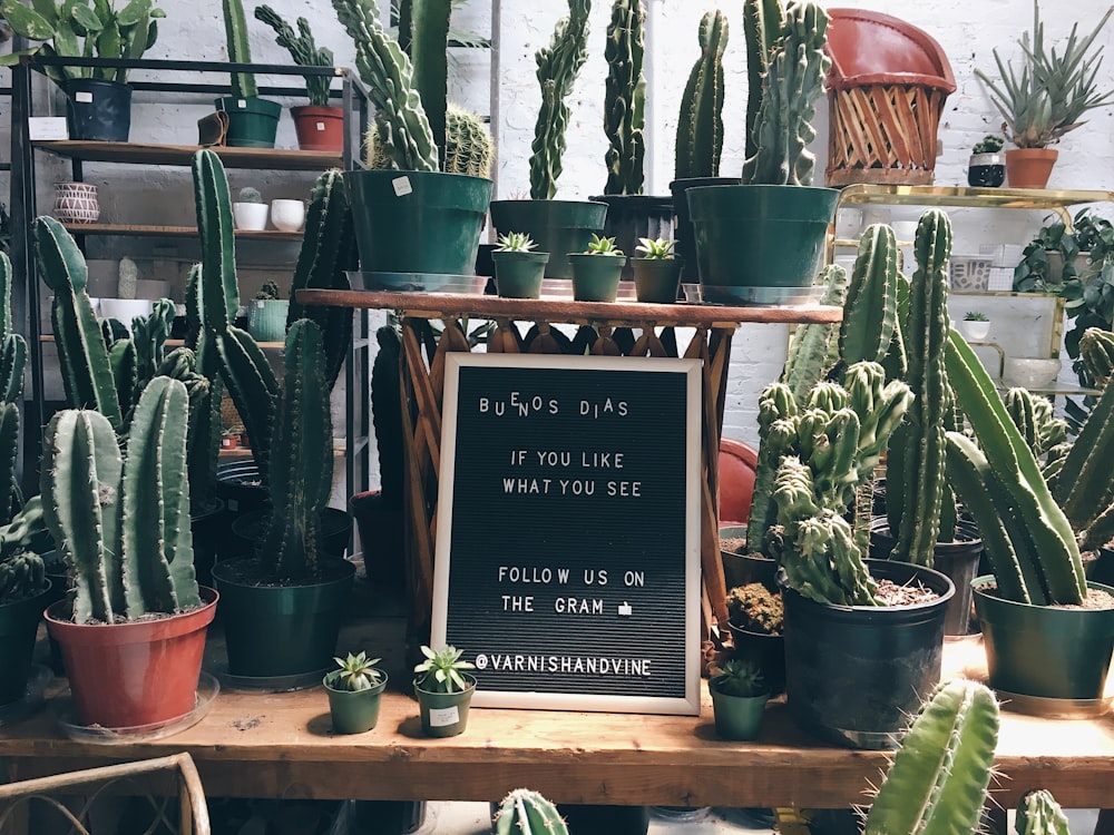 cactus plant lot on brown table