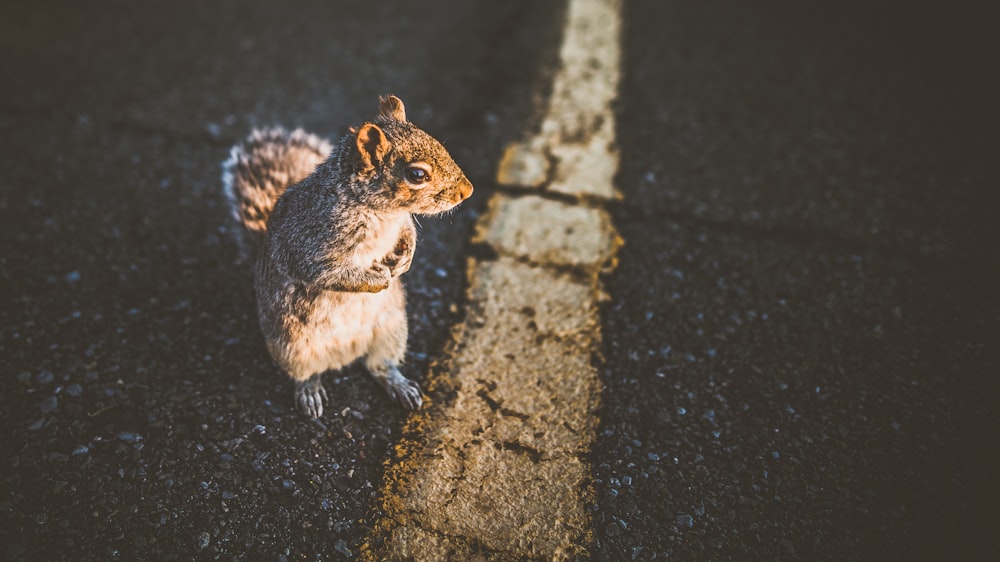 closeup photo of brown squirrel