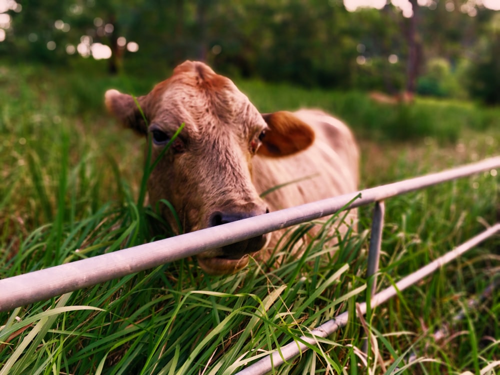 brown cattle against gate
