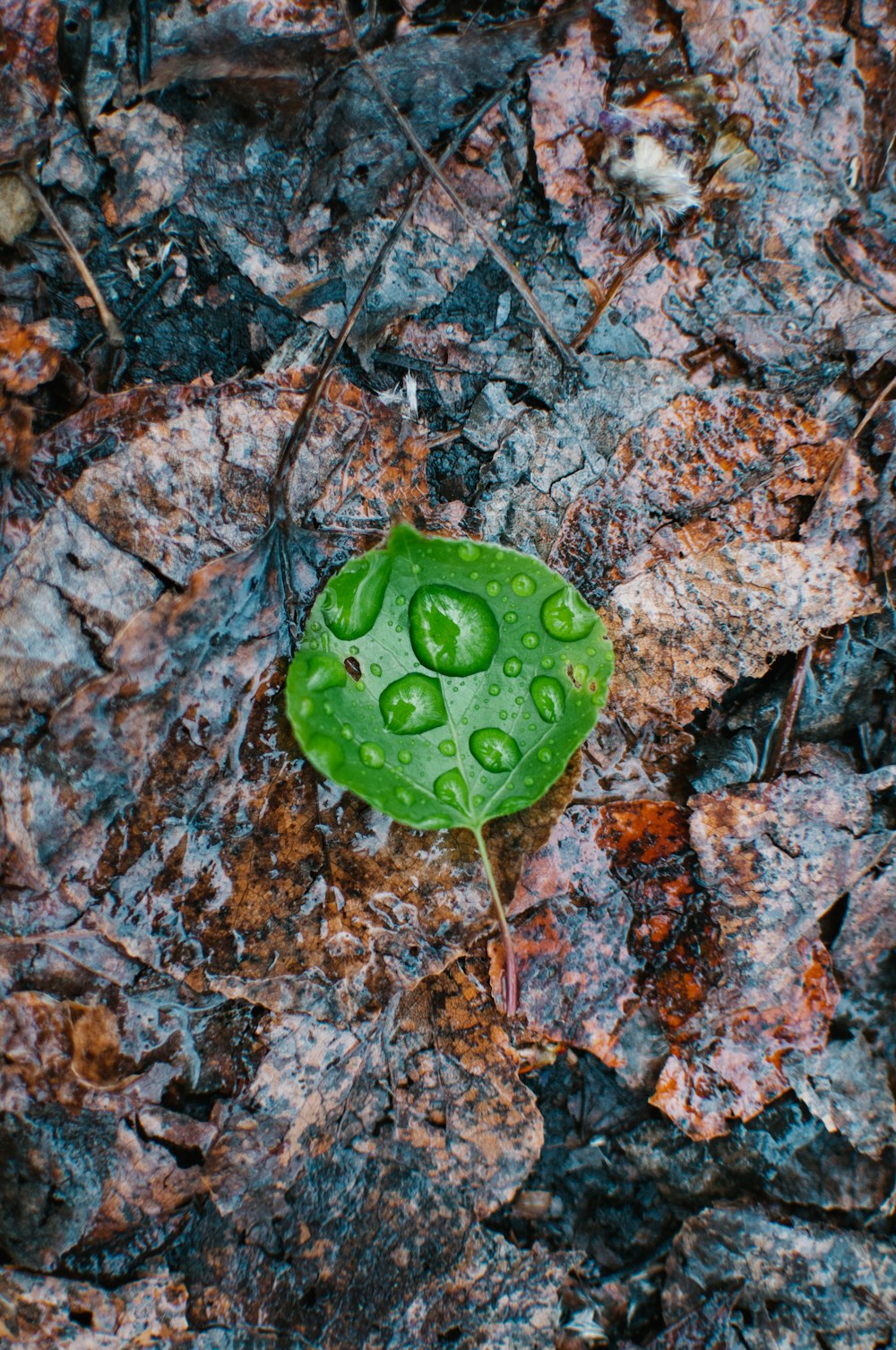 green leaf