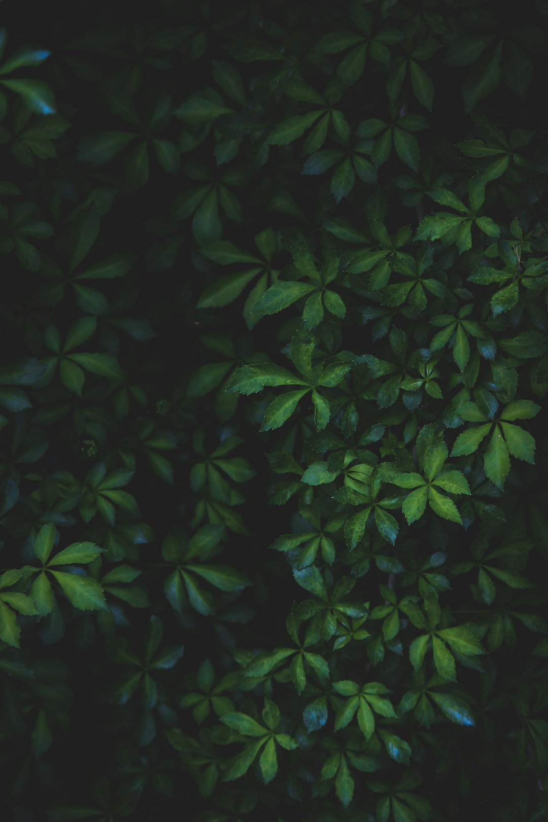 green leafed plants