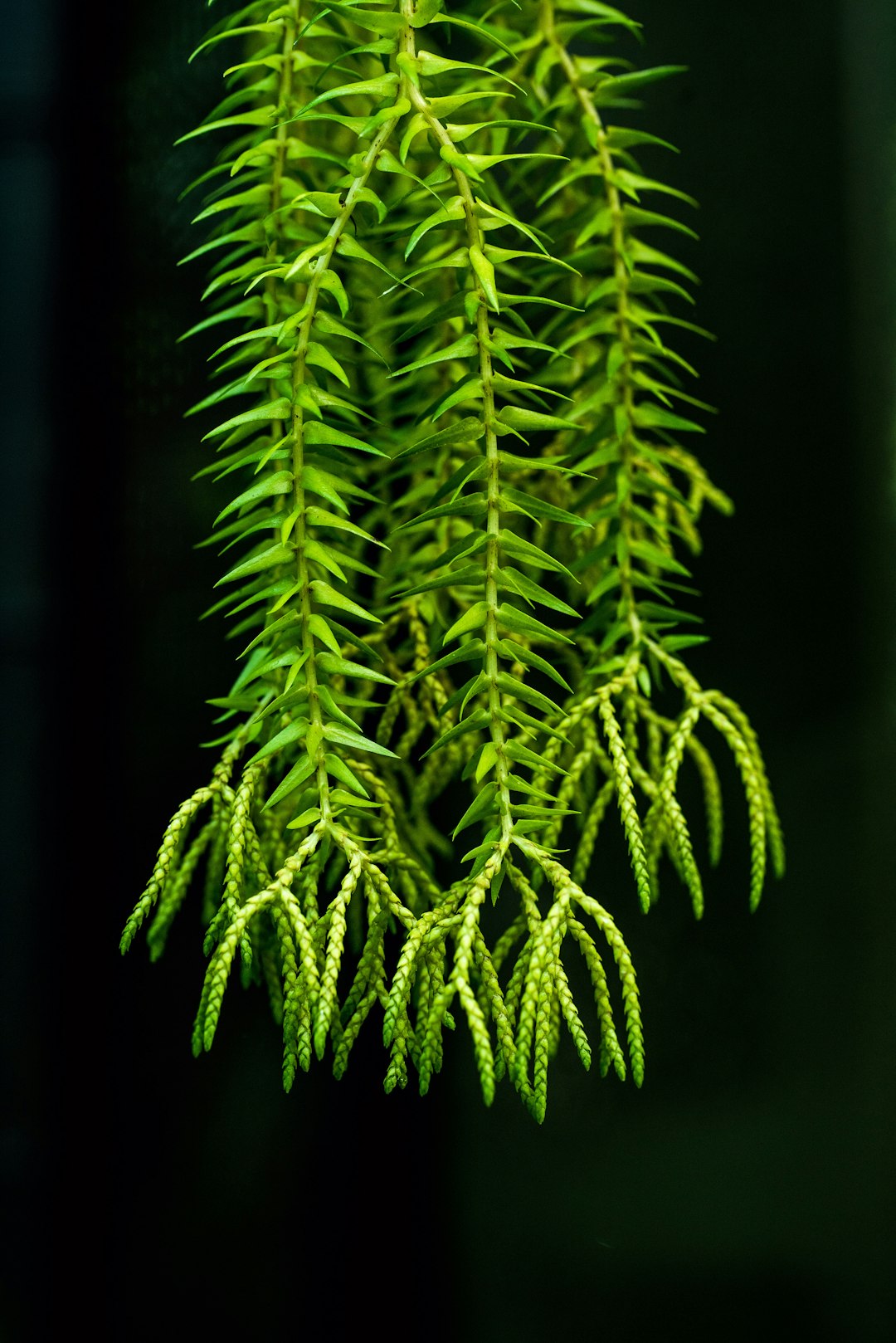 photo of green leaf